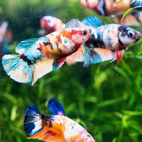 Siamese fighting fish female plakat mix